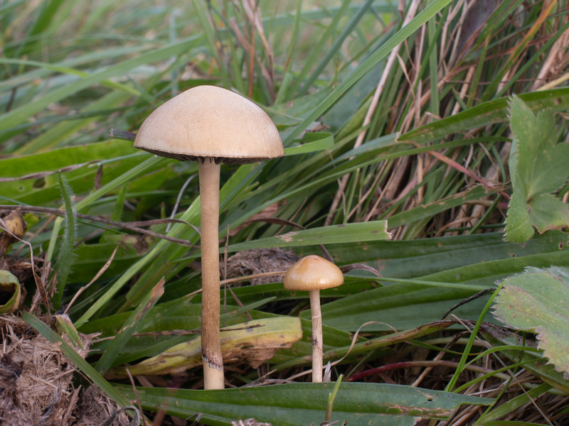 Stropharia semiglobata